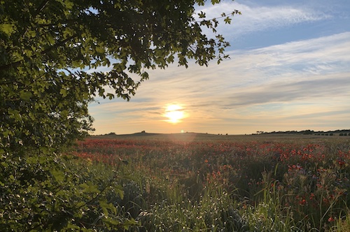 Niehagen Sommer